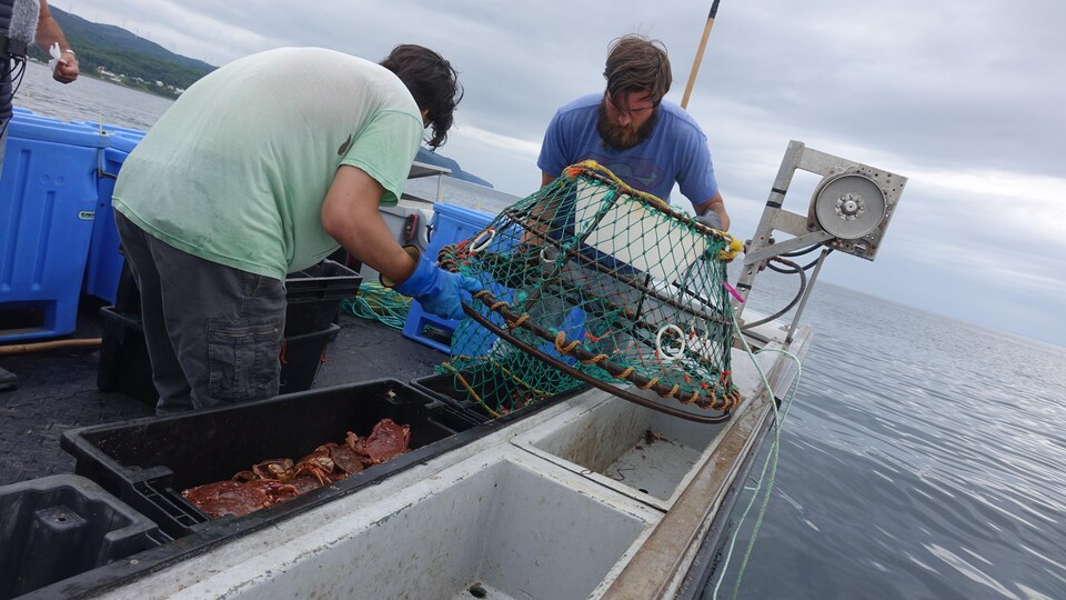 Le pêcheur de crabe commun Guillaume Duguay à l'oeuvre, aidé de son assistant Shawn Element.