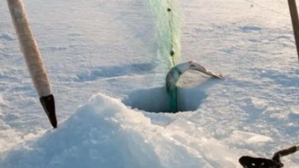 Un poisson pêché sur la glace par un pêcheur inuk au Nunavut.