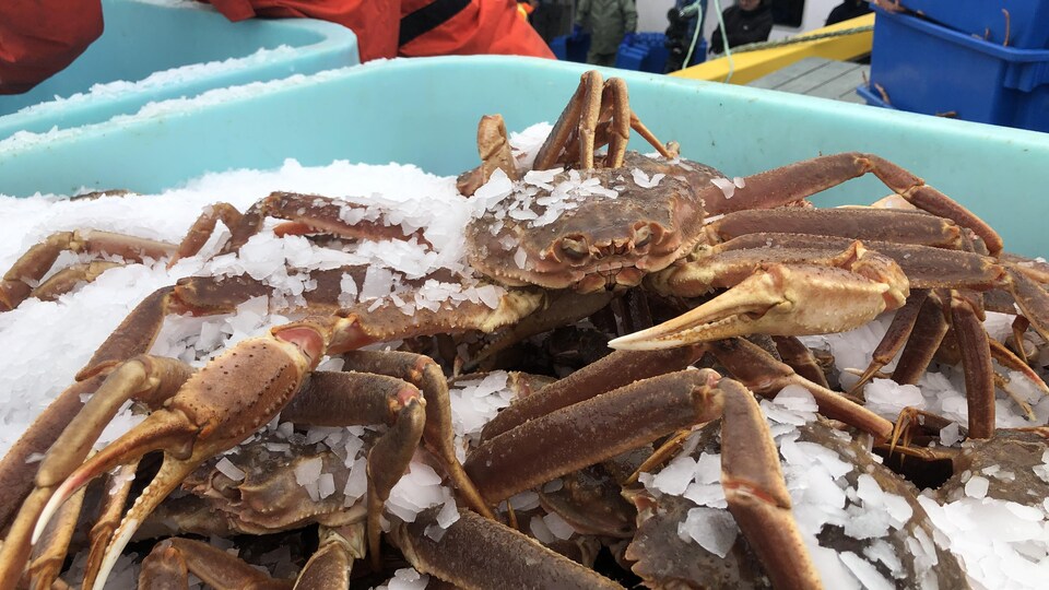 Des crabes des neiges sont conservés dans un bac rempli de glace concassée. En arrière-plan, des pêcheurs sur un quai.