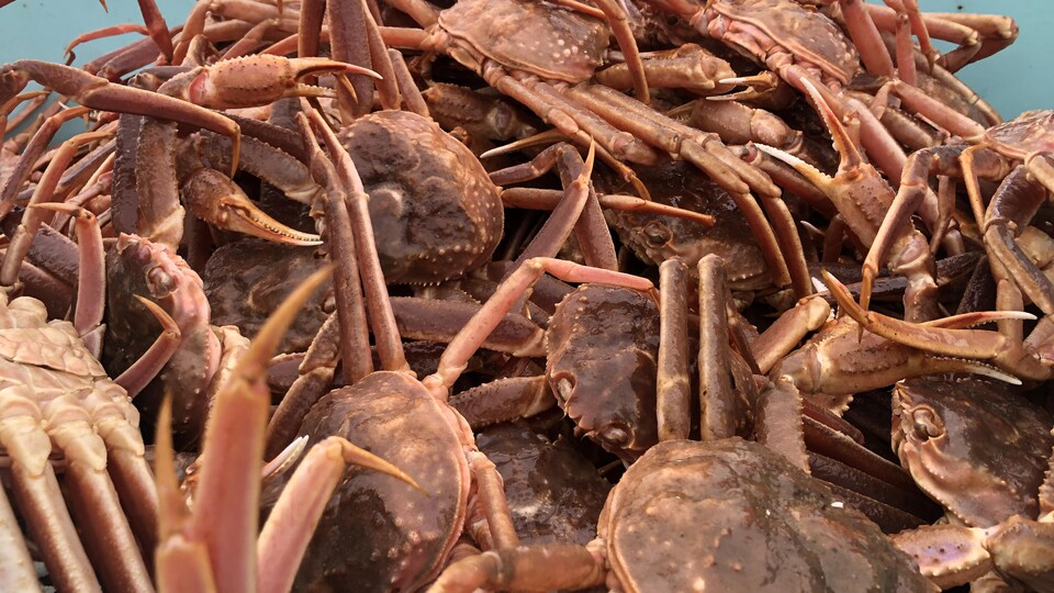 Des crabes sont entassés dans une caisse, à la sortie des bateaux de pêche.