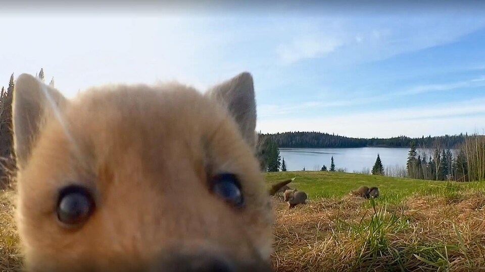 Un petit renard s'approche de la caméra que Luc Farrell a installée au niveau du sol.