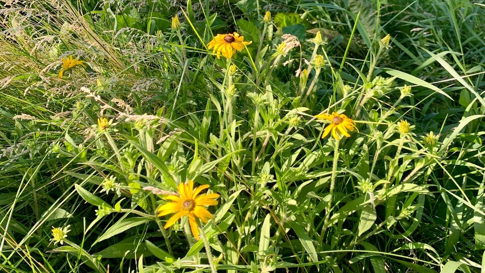 Winnipeg demande de surveiller les mauvaises herbes sur les pelouses  naturelles | Radio-Canada.ca