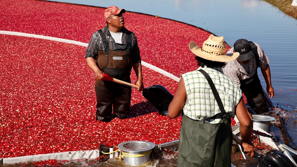 Des travailleurs agricoles saisonniers procèdent à la récolte des canneberges dans une cannebergière.
