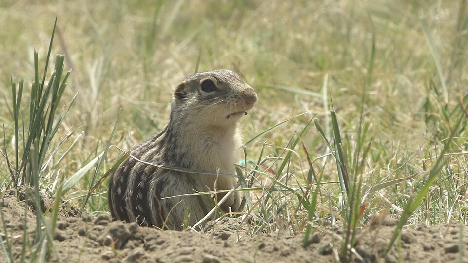 Un spermophile rayé près de son terrier dans une prairie.