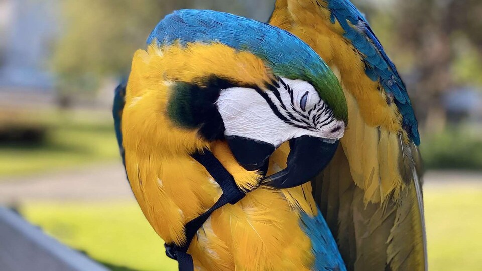 Le Perroquet Perdu A Rouyn Noranda A Ete Retrouve Radio Canada Ca