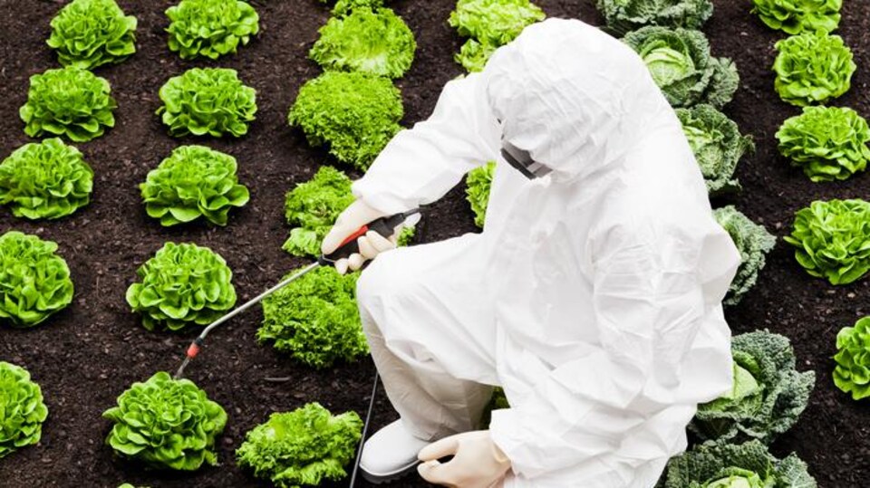 Traitement de légumes aux pesticides.