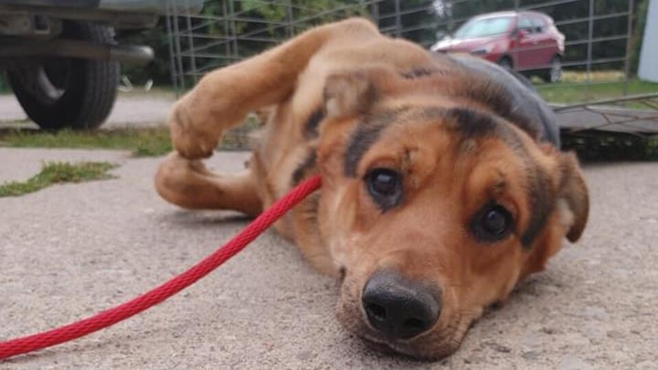 Un chien couché par terre regarde la caméra.