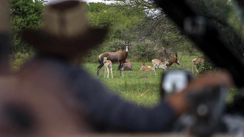 Des antilopes dans la région de Hammanskraal, en Afrique du Sud. 