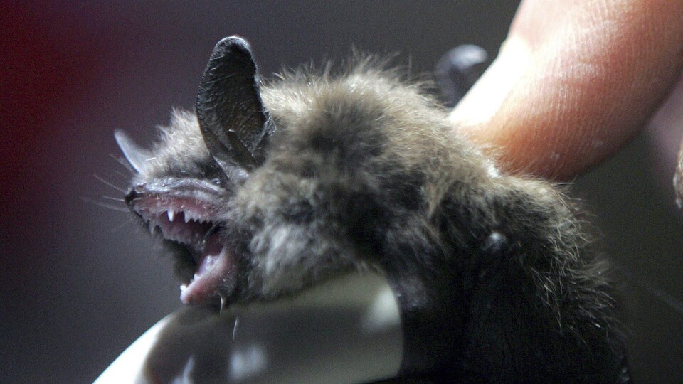 Une petite chauve-souris brune qu'un chercheur tient dans sa main montre les dents.