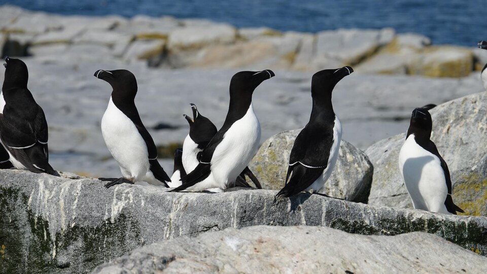 C'est Pas Le Pingouin Qui Glisse Le Plus Loin Métier : gardien de phare ~ Météo ⚜️ Québec