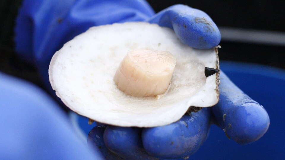 Un pêcheur tient un pétoncle à la coquille ouverte.