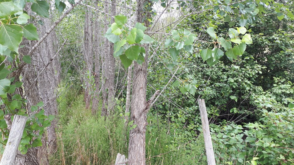 Des peupliers plantés en rangée.