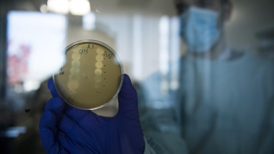 Un chercheur montre une boîte de Petri remplie des phages nécessaires pour combattre une bactérie.