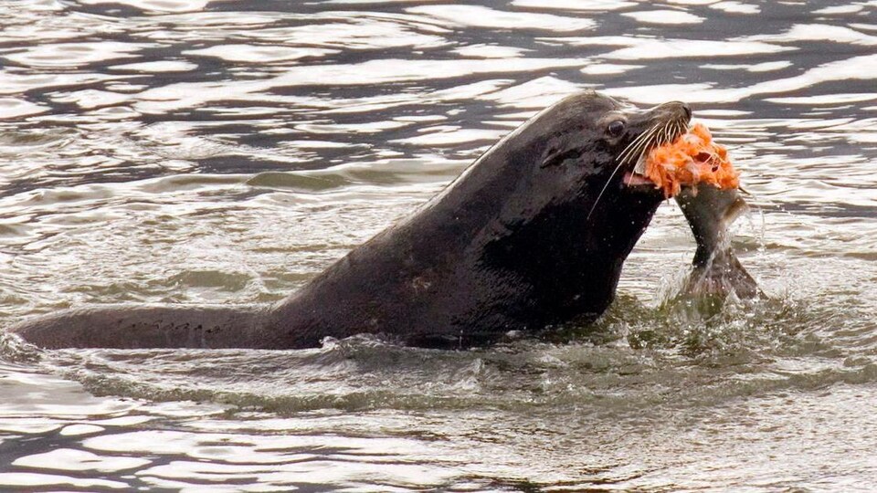 Un phoque a un poisson dans la bouche.