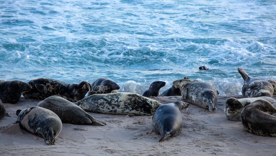 Des phoques gris sont regroupés sur une plage, près de l'eau.