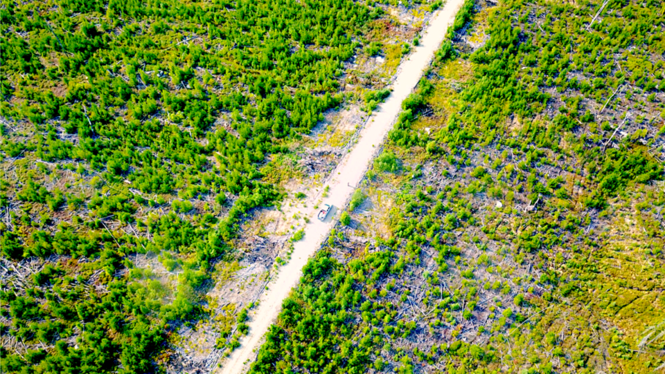 Une photo d'un chemin forestier prise par un drone.
