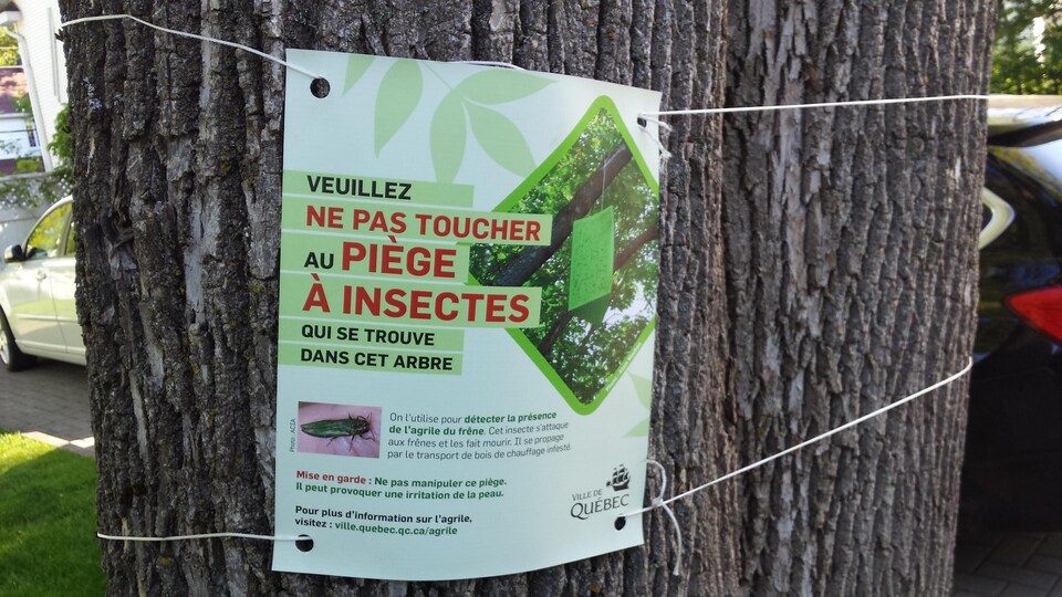 Affiche sur un arbre indiquant la présence de pièges pour détecter l'agrile du frêne.