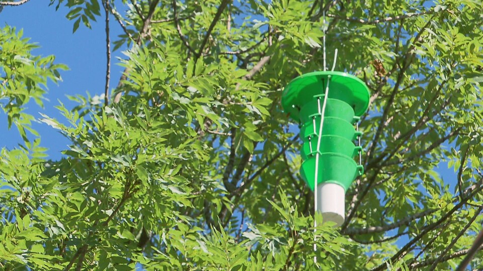 75 pièges comme celui-ci ont été installés à Québec, à Lévis et à Saint-Augustin-de-Desmaures.