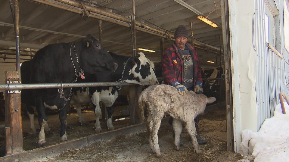 Pierre Lapointe avec ses vaches dans une étable.