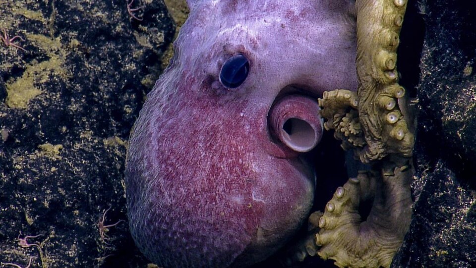 Une tête de pieuvre, avec un bout de ses tentacules, sortent d'une faille dans un rocher.