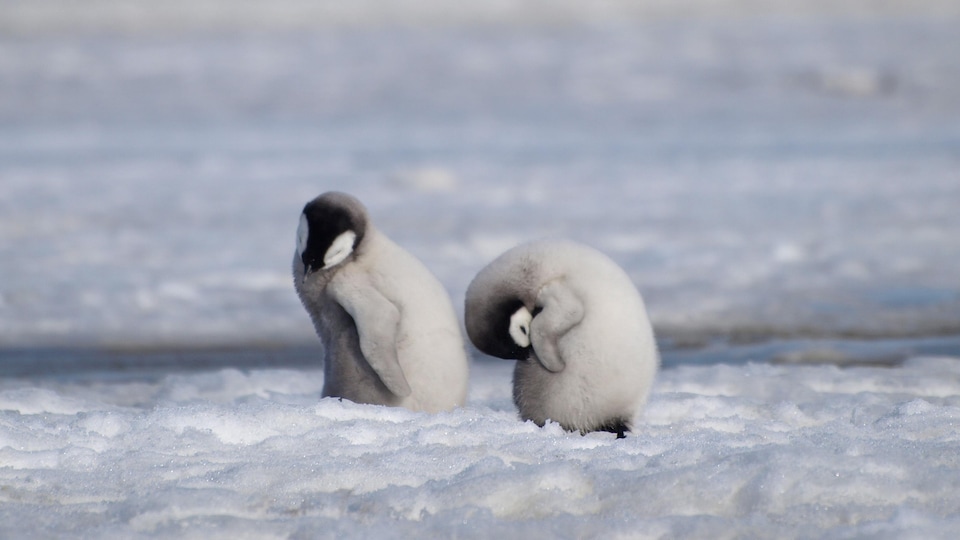 Ils sont sur la banquise à Halley Bay en Antarctique. 