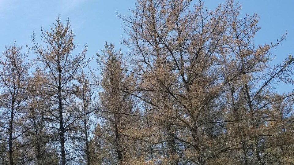 Des conifères attaqué par la tordeuse du pin gris.
