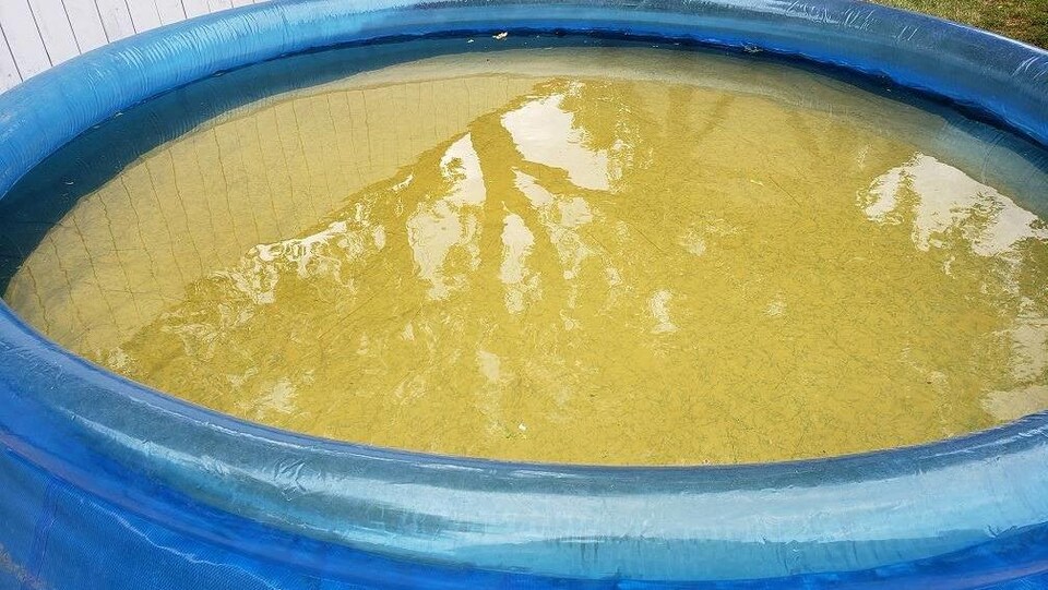 Une piscine remplie d