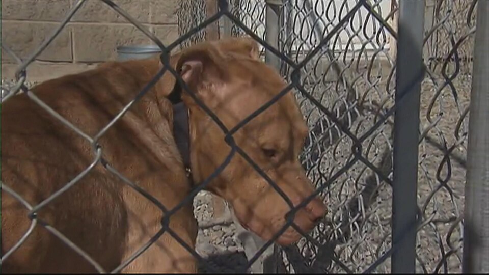 Un pitbull tranquille dans une cage.