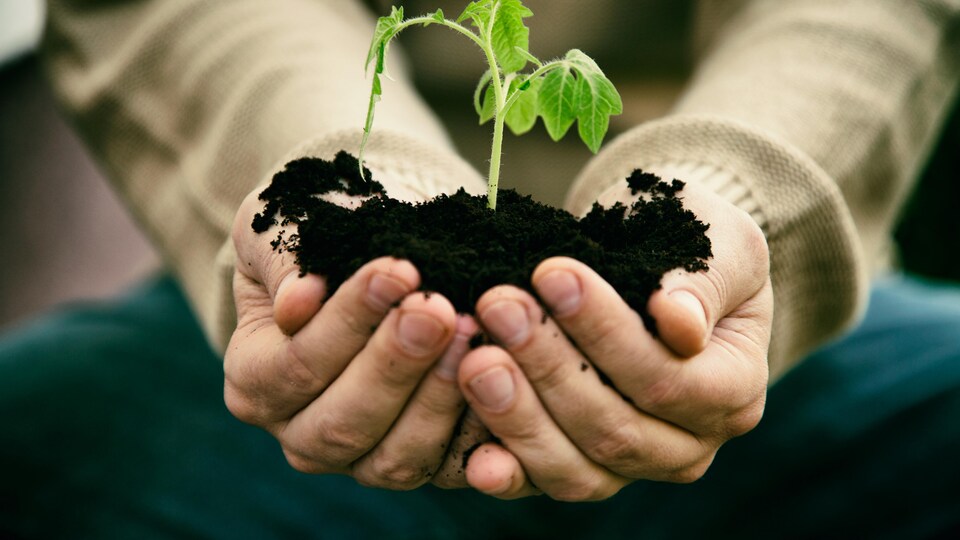 Un gros plan sur les mains d'une personne qui tient une pousse d'arbre entre ses mains avec de la terre.