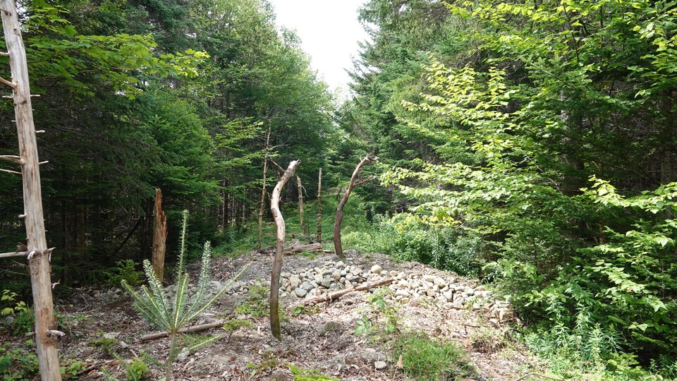Le parc national Fundy avec un demi boisé planté : aperçu d'avant et d'après la plantation. 