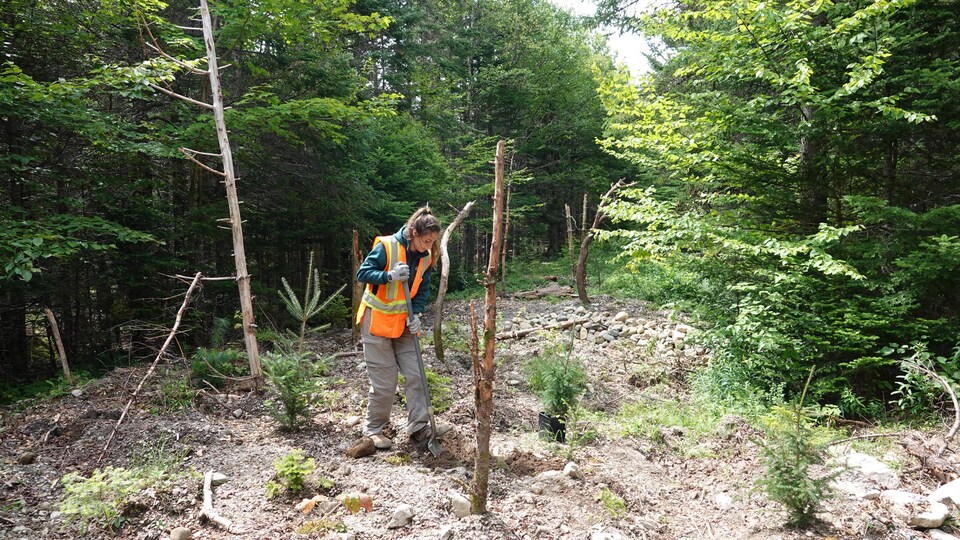 Une employée de Parc Canada plante un arbre dans le parc national de Fundy. 