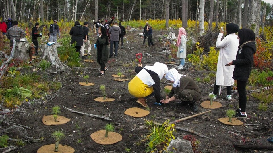Des élèves du secondaire aident à planter des semis de pin blanc de l'Est dans la fosse Bruce Pit.