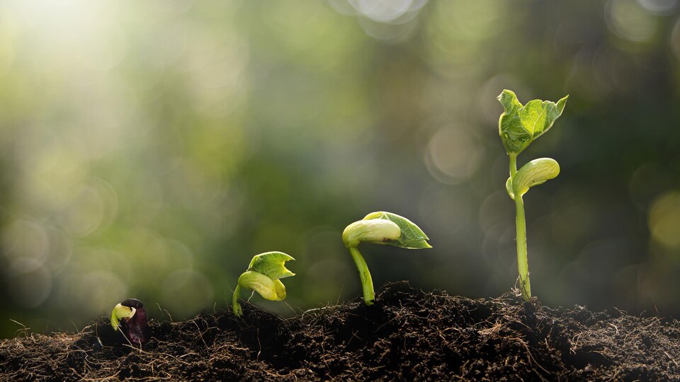 De jeunes plantes se développent au soleil.