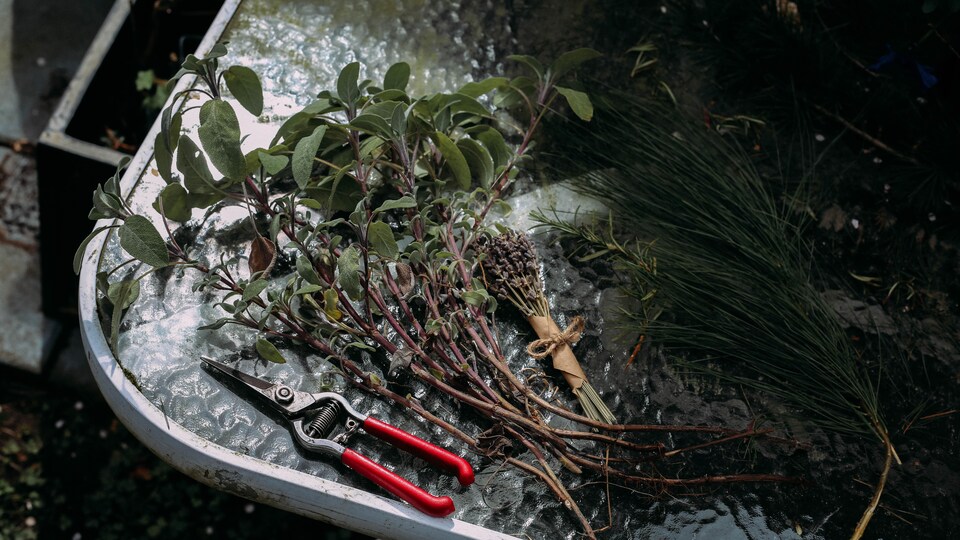 Des plantes et des outils de jardinage sur une table à l'extérieur.