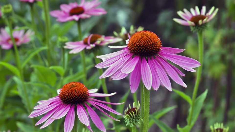 Des plantes à fleurs de l'espèce Echinacea angustifolia de la famille des Asteraceae.