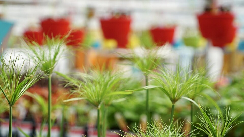 Des plantes a la jardinaerie Fred Lamontagne, à Rimouski.