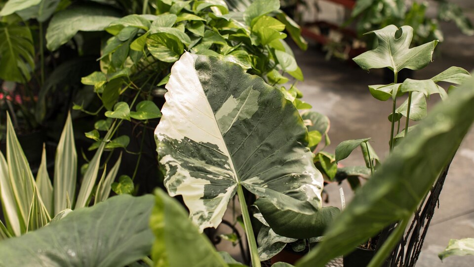 Des plantes tropicales vertes avec des variégations crèmes.