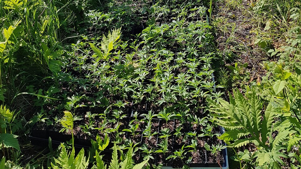 Des boutures de plants de cannabis dans un champ.