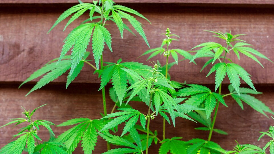 Des plants de cannabis dans une cour arrière.