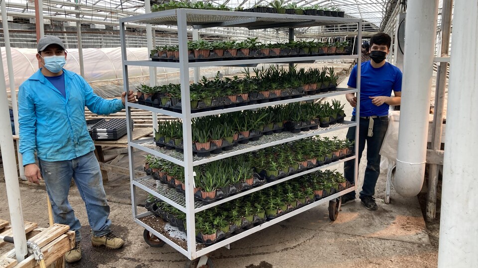 Deux travailleurs montrent un étalage de plants.