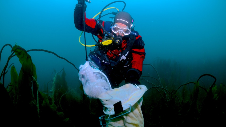 Une plongeuse recueille des échantillons d'algues dans la baie d'Hudson.