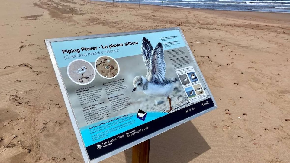 Un panneau du gouvernement du Canada planté sur une plage d'un parc national explique que le pluvier siffleur est une espèce d'oiseau menacée d'extinction.