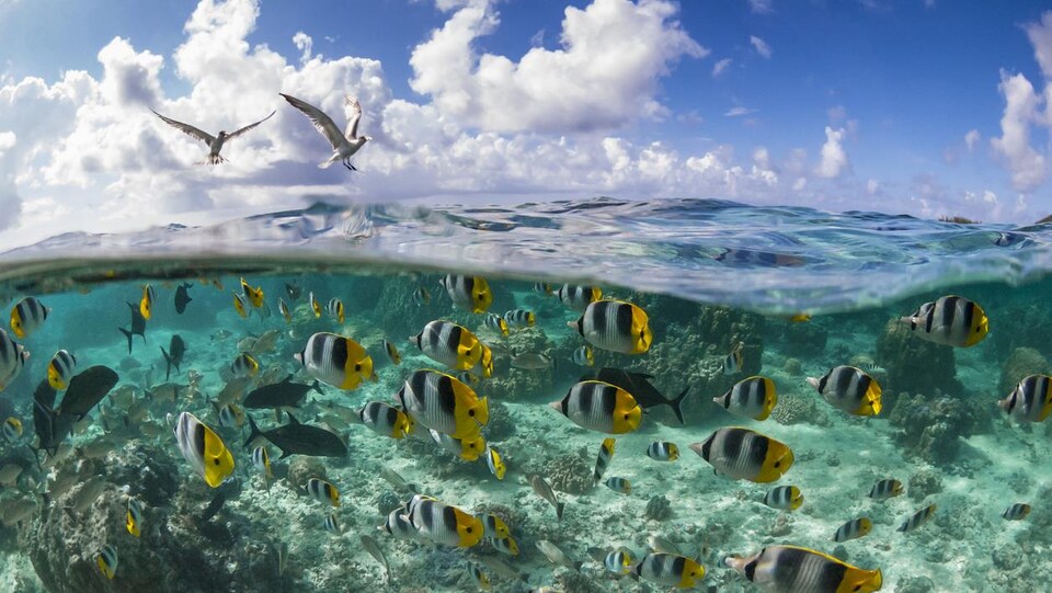 Des poissons dans un récif de corail du Pacifique.