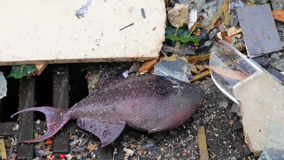 Un poisson repose dans les débris devant un hôtel. 