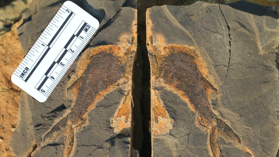 Le fossile d'un poisson recueilli près de Guiyang dans le sud de la Chine.