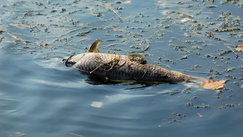 Un poisson mort flottant à la surface d'une eau stagnante.