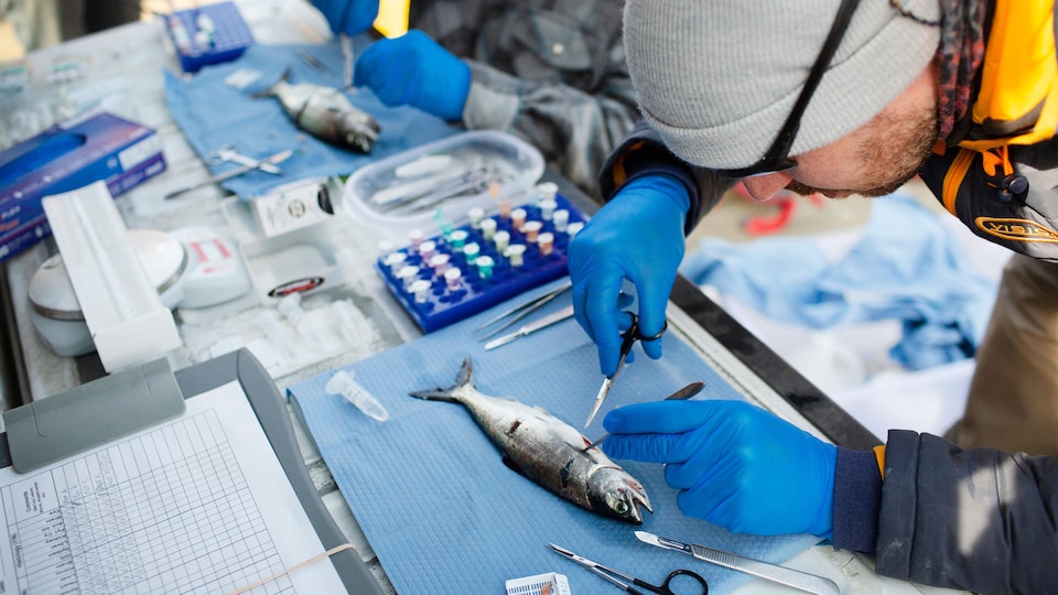 Un scientifique ouvre un saumon dans un laboratoire. 