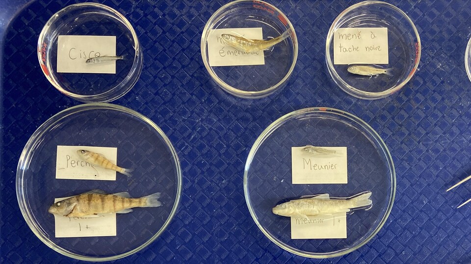 Des poissons morts sont identifiés et placés dans de petits plats en verre.
