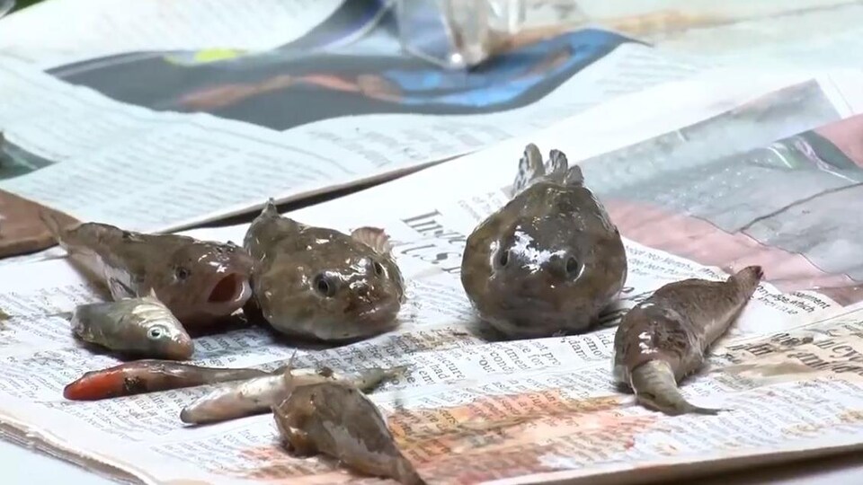 Des petits poissons morts.
