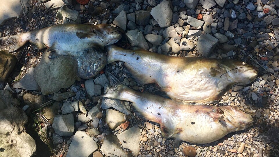 Trois poissons morts gisent sur la rocaille.